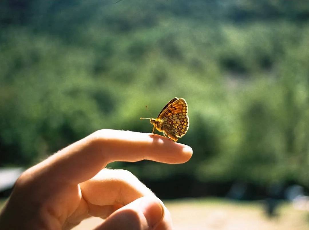 butterfly sitting in hand